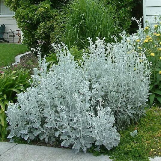 Dusty Miller Seeds