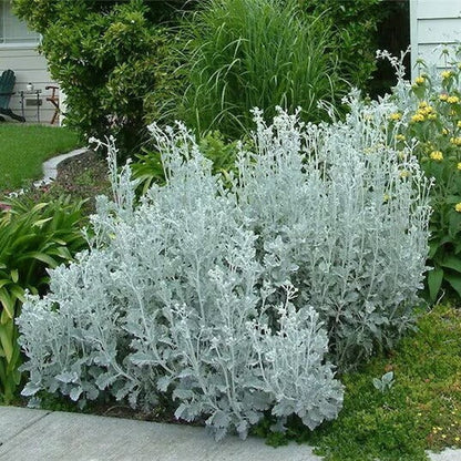Dusty Miller Seeds