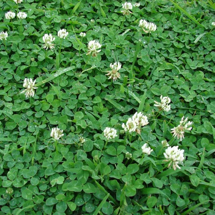 Dutch Clover Seeds