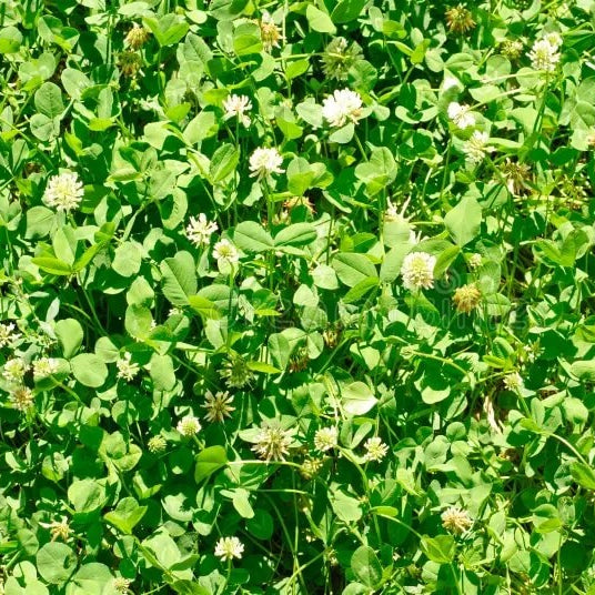 Dutch Clover Seeds - Flower Plant 
