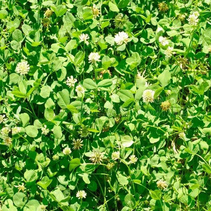 Dutch Clover Seeds - Flower Plant 