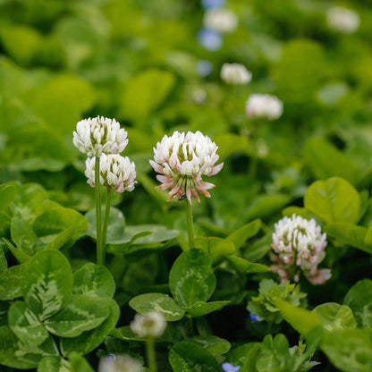 Dutch Clover Seeds - Flower Plant 