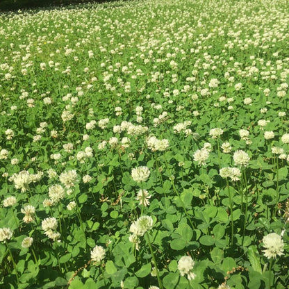 Dutch Clover Seeds - Flower Plant 