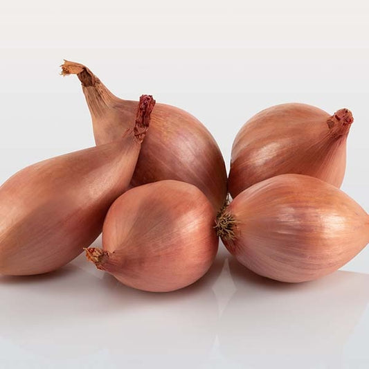 Dutch Shallot Seeds