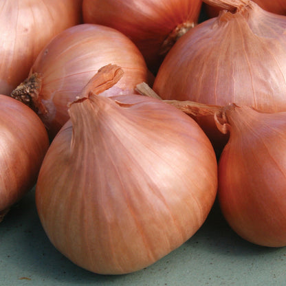 Dutch Shallot Seeds