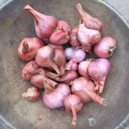 Dutch Shallot Seeds