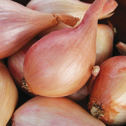 Dutch Shallot Seeds