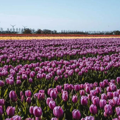Dutch Tulip Seeds for Garden