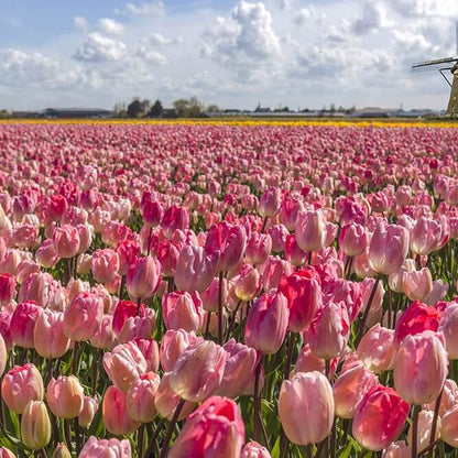 Dutch Tulip Seeds for Garden