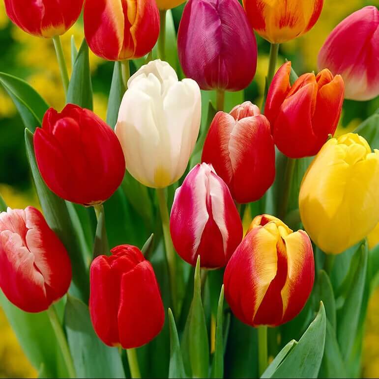 Dutch Tulip Seeds for Garden