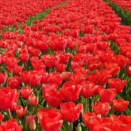 Dutch Tulips seeds