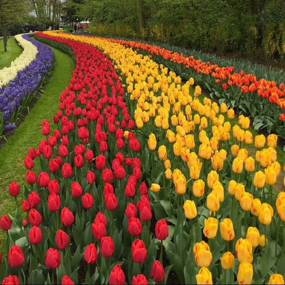 Dutch Tulips seeds
