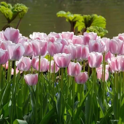 Dutch Tulips seeds