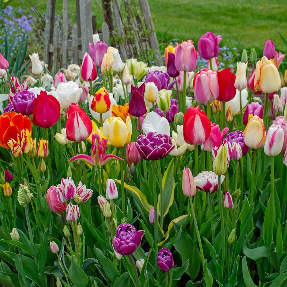 Dutch Tulips seeds