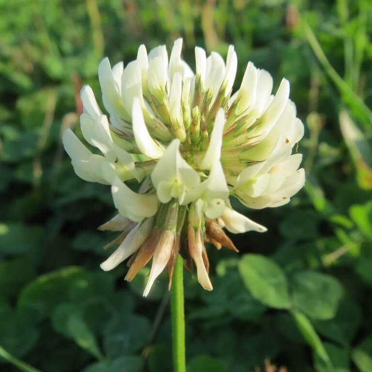 Dutch White Clover Seeds - Herbal Plant