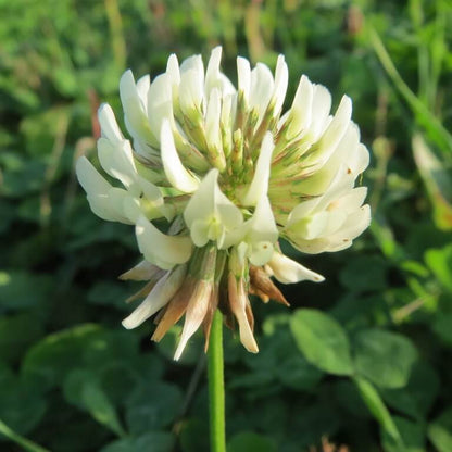 Dutch White Clover Seeds - Herbal Plant