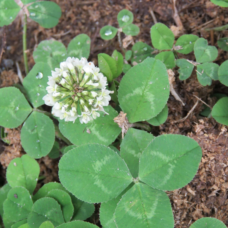 Dutch White Clover Seeds