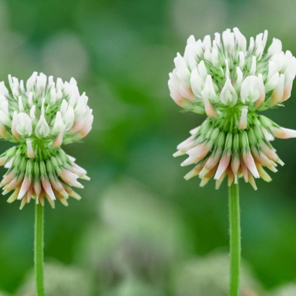 Dutch White Clover Seeds