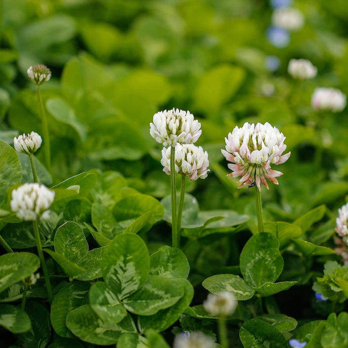 Dutch White Clover Seeds - Herbal Plant