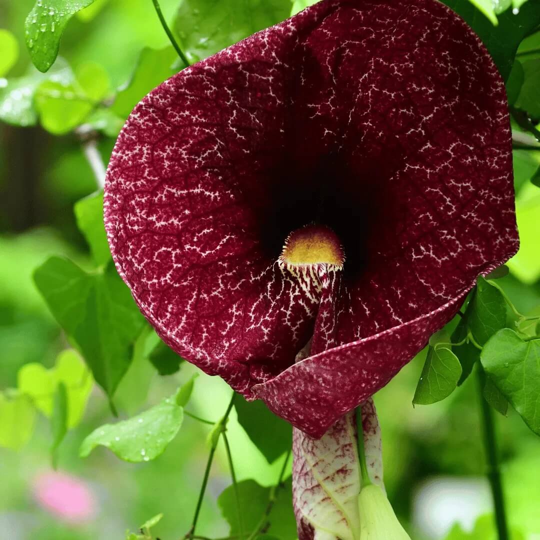 Dutchman's Pipe Seeds