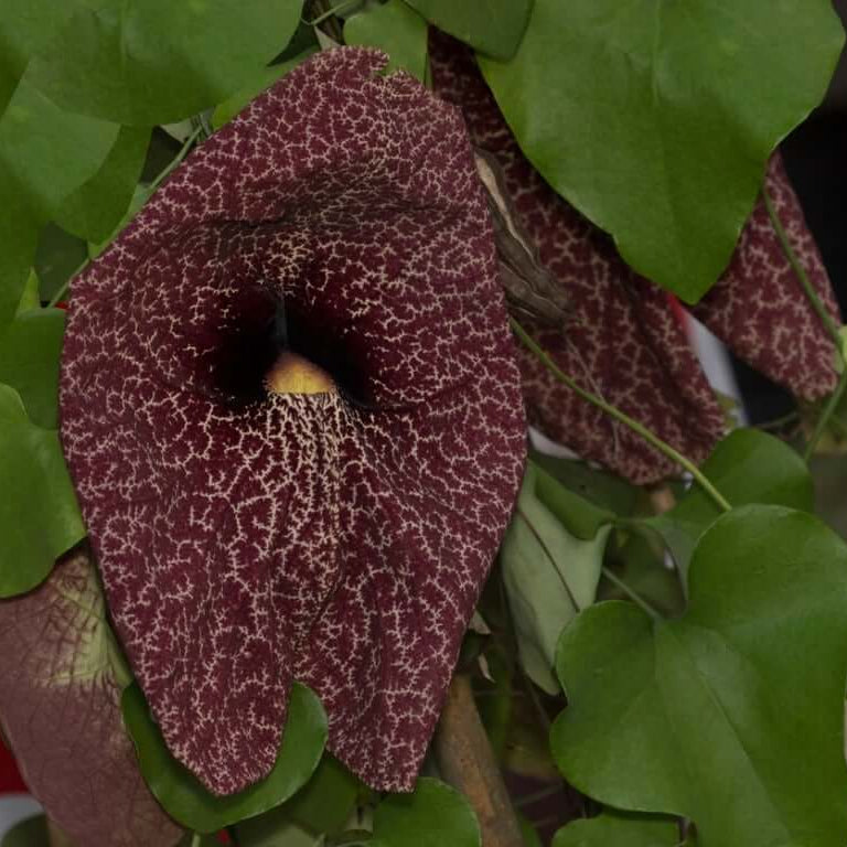 Dutchman's Pipe Seeds