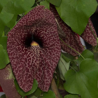 Dutchman's Pipe Seeds