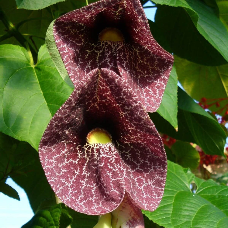 Dutchman's Pipe Seeds