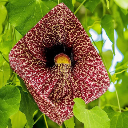 Dutchman's Pipe Seeds