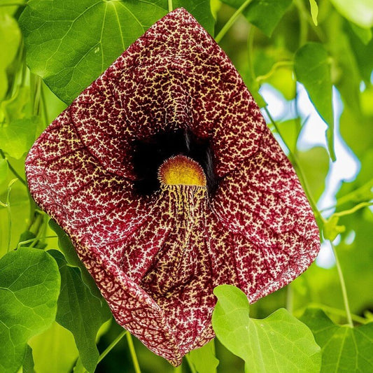 Dutchman's Pipe Seeds