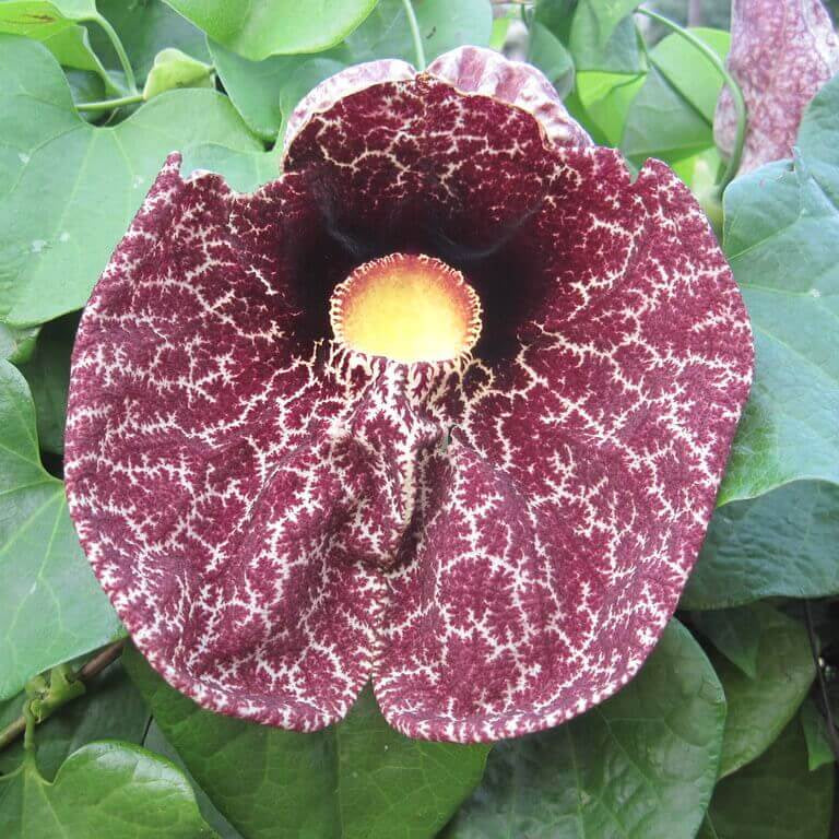 Dutchman's Pipe Seeds