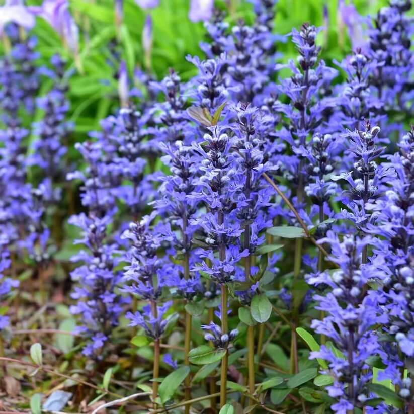 Dwarf Ajuga Seeds