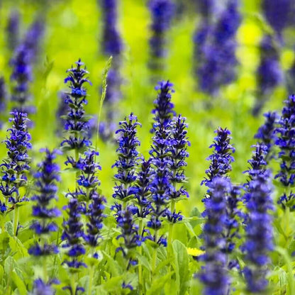 Dwarf Ajuga Seeds