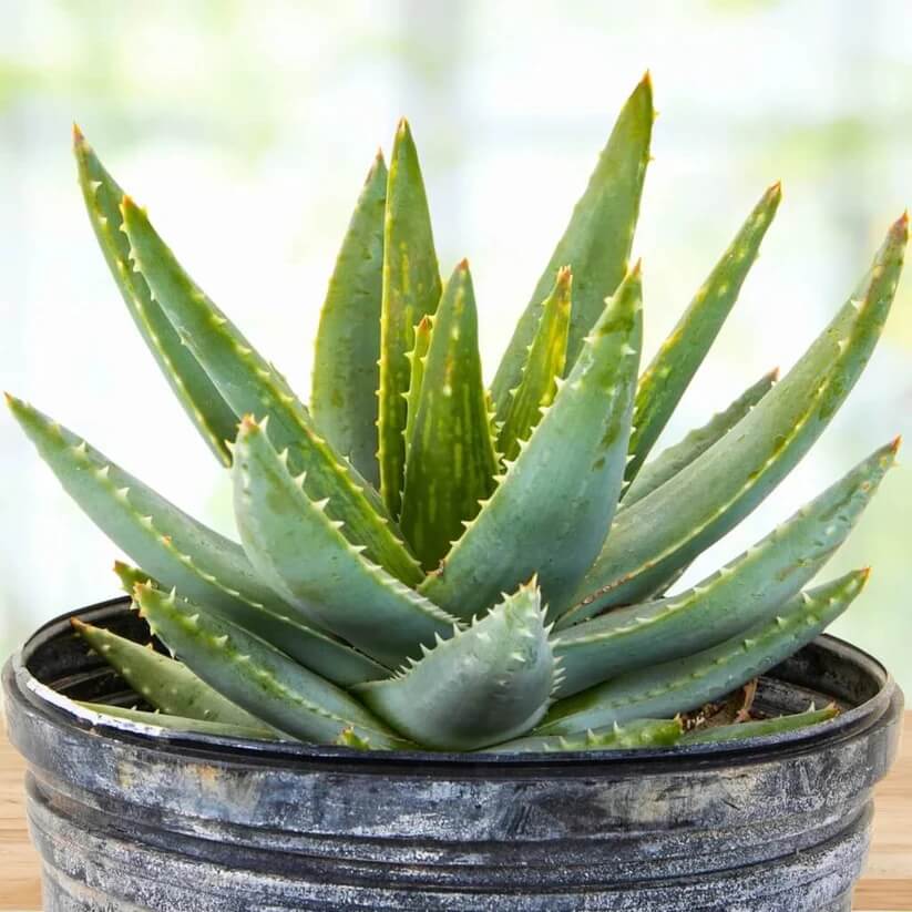 Dwarf Aloe seeds