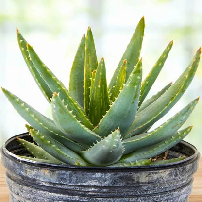 Dwarf Aloe seeds