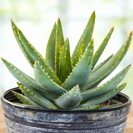 Dwarf Aloe seeds