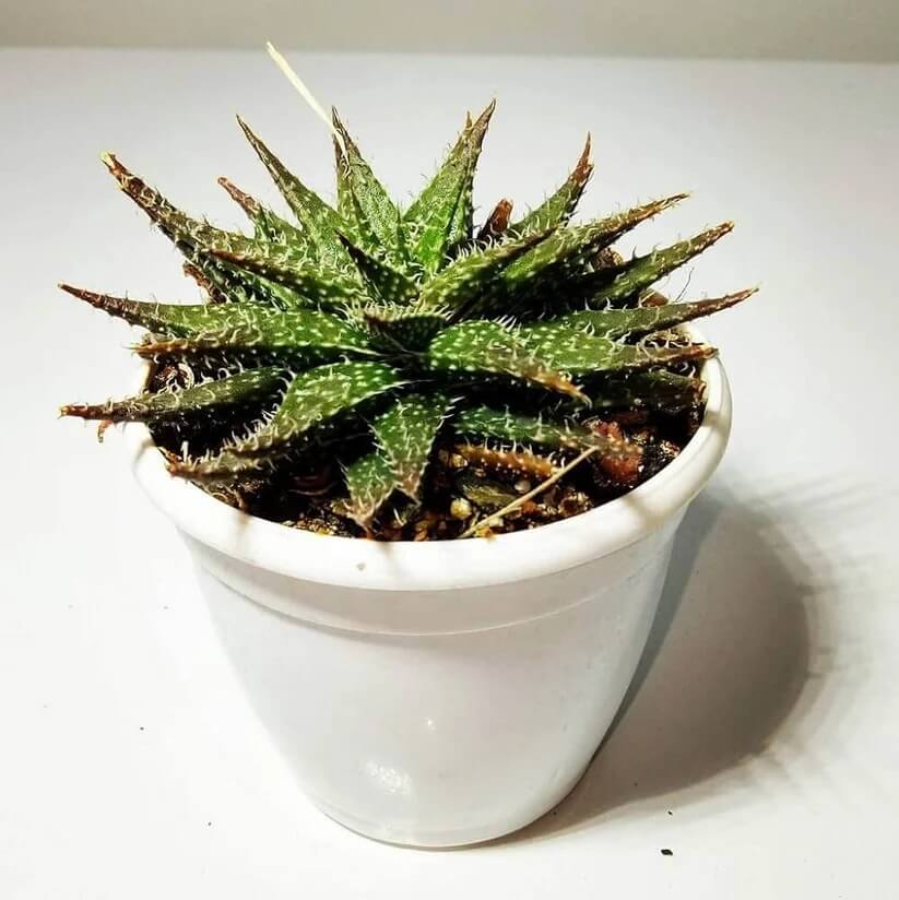 Dwarf Aloe seeds