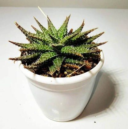 Dwarf Aloe seeds