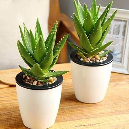 Dwarf Aloe seeds