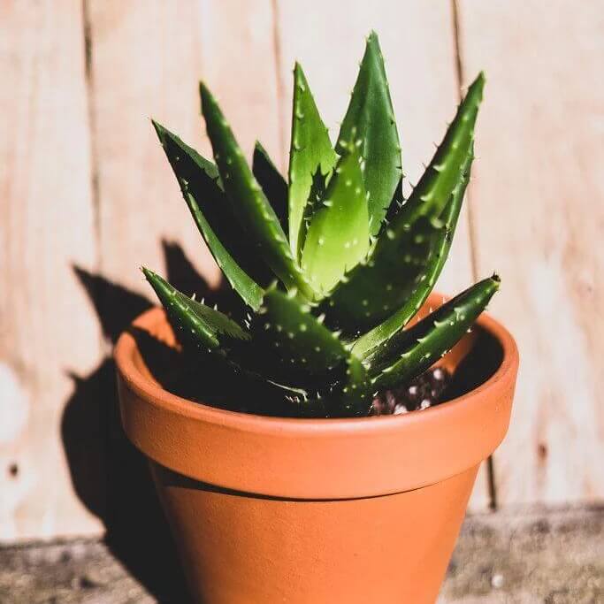 Dwarf Aloe seeds