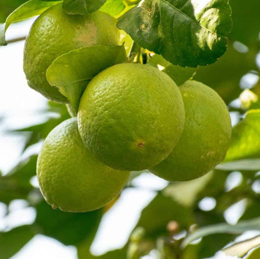 Dwarf Bergamot Seeds - Fruit Plant Seeds for Home Gardens 