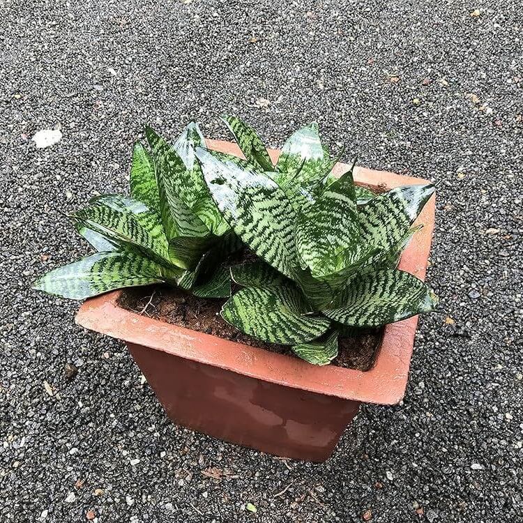 Dwarf Bird’s Nest Snake Plant seeds