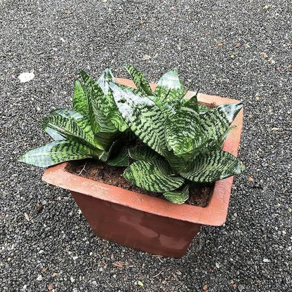 Dwarf Bird’s Nest Snake Plant seeds