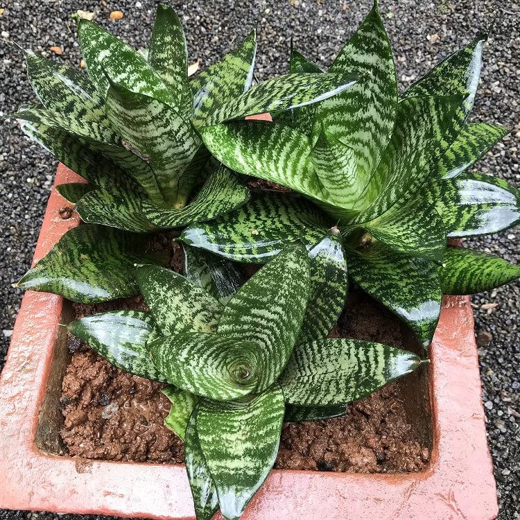 Dwarf Bird’s Nest Snake Plant seeds