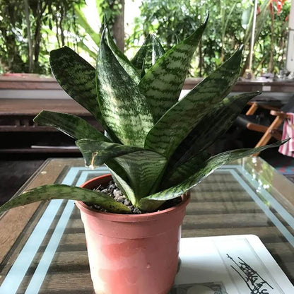 Dwarf Bird’s Nest Snake Plant seeds