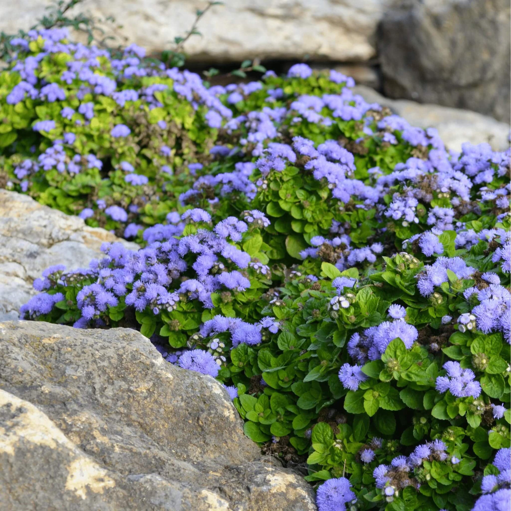 Dwarf Blue Mink Ageratum Seeds