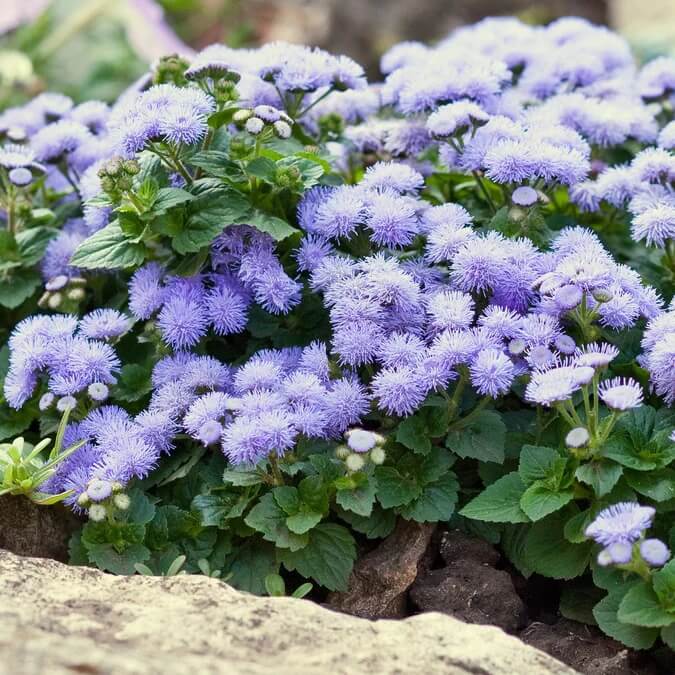 Dwarf Blue Mink Ageratum Seeds
