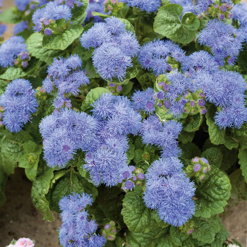 Dwarf Blue Mink Ageratum Seeds