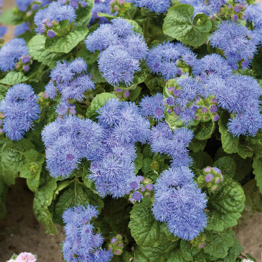 Dwarf Blue Mink Ageratum Seeds