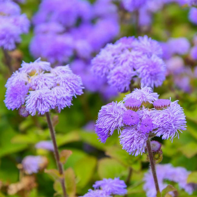 Dwarf Blue Mink Ageratum Seeds