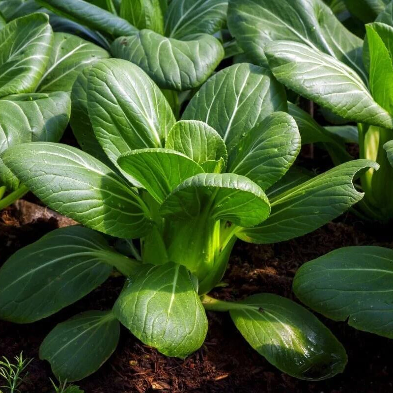 Dwarf Bok Choy Seeds - Vegetable Plant